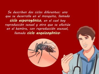Se describen dos ciclos diferentes: uno
que se desarrolla en el mosquito, llamado
, en el cual hay
reproducción sexual y otro que se efectúa
en el hombre, con reproducción asexual,
llamado .
 