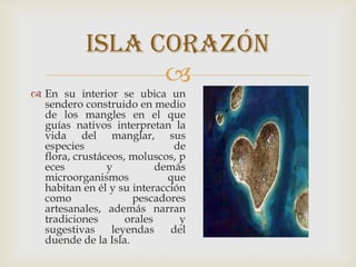 
 En su interior se ubica un
sendero construido en medio
de los mangles en el que
guías nativos interpretan la
vida del manglar, sus
especies de
flora, crustáceos, moluscos, p
eces y demás
microorganismos que
habitan en él y su interacción
como pescadores
artesanales, además narran
tradiciones orales y
sugestivas leyendas del
duende de la Isla.
Isla Corazón
 