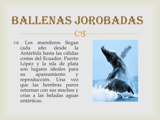 
 Los mamíferos llegan
cada año desde la
Antártida hasta las cálidas
costas del Ecuador. Puerto
López y la isla de plata
son lugares ideales para
su apareamiento y
reproducción. Una vez
que las hembras paren
retornan con sus machos y
crías a las heladas aguas
antárticas.
Ballenas Jorobadas
 