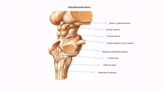 Vista dorsal del tronco
Epífisis o glándula pineal
Colículo superior
Colículo inferior
Frenillo medular y IV par craneal
Pedúnculo cerebeloso superior
IV ventrículo
Tubérculo grácil
Tubérculo cuneiforme
 