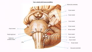 Cara anterior del tronco encefálico
Pedúnculos cerebrales
III par craneal
IV par craneal
V par craneal
VII par craneal
VIII par craneal
IX par craneal
X par craneal
XI par craneal
XII par craneal
Decusacion piramidal
oliva
Fosita vicg de azir
VI par craneal
Pedúnculo
cerebelar medio
 