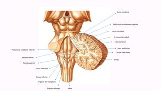 Pedúnculo cerebelar inferior
Receso lateral
Fovea superior
Surco limitante
Fovea inferior
Trígono del hipogloso
Trígono del vago obex
tenias
Estrías medulares
Área vestibular
Calículo facial
Eminencia medial
Locus ceruleus
Pedúnculo cerebeloso superior
Surco mediano
 