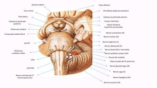 Trato olfatorio
Infundíbulo (pedículo pituitario)
Substancia perfurada anterior
Corpos mamilares
Lóbulo temporal
(superficie seccionada)
Nervio oculomotor (III)
Nervio troclear (IV)
Nervio trigémino (v)
Nervio abducente (VI)
Nervio facial (VII) e intermedio
Nervio vestíbulo coclear (VIII)
Floculo del cerebelo
Plexo coroide del 4º ventrículo
Nervio glosofaríngeo (IX)
Nervio vago (X)
Nervio hipogloso (XII)
Nervio accesorio (XI)
Raíces ventrales del 1º
nervio espinal (C1)
pirámide
oliva
Pedúnculo
cerebelar medio
puente
Cuerpo geniculado lateral
Pedúnculo cerebral
Substancia perforada
posterior
Trato óptico
Tuvo cinerio
Quiasma óptico
 