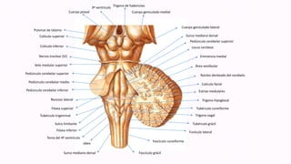 Fascículo grácil
Fascículo cuneiforme
Funículo lateral
Tubérculo grácil
Trígono vagal
Tubérculo cuneiforme
Trígono hipoglosal
Estrías medulares
Calículo facial
Núcleo denteado del cerebelo
Área vestibular
Eminencia medial
Locus cerúleos
Pedúnculo cerebelar superior
Surco mediano dorsal
Cuerpo geniculado lateral
Cuerpo geniculado medial
Trígono de habenulas
3º ventrículo
Cuerpo pineal
Pulvinar de tálamo
Colículo superior
Coliculo inferior
Nervio troclear (IV)
Velo medular superior
Pedúnculo cerebelar superior
Pedúnculo cerebelar medio
Pedúnculo cerebelar inferior
Recesso lateral
Fóvea superior
Tubérculo trigeminal
Sulco limitante
Fóvea inferior
Tenia del 4º ventrículo
obex
Surco mediano dorsal
 