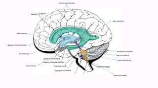 Ventrículos laterales
Asta posterior
Acueducto cerebral
Apertura lateral
Cuarto ventrículo
Apertura medial
Asta interior
3º ventrículo
Agujero interventricular
Asta anterior
 