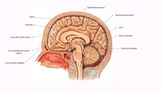 calota
meninges
Sisura parietooccipital
Sisura calcariana
cuña
Lobulillo para central
Tienda del cerebelo
cisura del cuerpo calloso
Circunvalación del cuerpo
calloso
Cisura calloso marginal
 