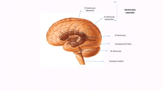 Ventrículos
Laterales
Conducto Central
4º Ventriculo
Acueducto De Silvio
3º Ventriculo
1º Ventriculo
(Izquierdo)
2º Ventriculo
(Derecho)
 