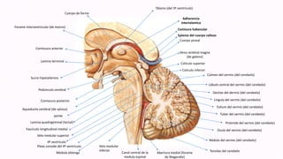Adherencia
intertalamica
Comisura habenular
Eplenio del cuerpo calloso
Cuerpo pineal
Vena cerebral magna
(de galeno)
Colículo superior
Coliculo inferior
Culmen del vermis (del cerebelo)
Lóbulo central del vermis (del cerebelo)
Declive del dermis (del cerebelo)
Lingula del vermis (del cerebelo)
Folium del vermis (del cerebelo)
Tuber del vermis (del cerebelo)
Pirámide del vermis (del cerebelo)
Úvula del vermis (del cerebelo)
Nódulo del vermis (del cerebelo)
Tonsilas del cerebeloAbertura medial (forame
de Magendie)
Canal central de la
medula espinal
Tálamo (del 3º ventrículo)
Cuerpo de fornix
Forame interventricular (de monro)
Comissura anterior
Lamina terminal
Surco hipotalámico
Pedúnculo cerebral
Comissura posterior
Aqueducto cerebral (de sylvius)
ponte
Lamina quadrigeminal (tectal)
Fascículo longitudinal medial
Velo medular superior
4º ventrículo
Plexo coroide del 4º ventrículo
Medula oblonga
Velo medular
inferior
 