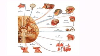 I
Olfatorio
II
Óptico
III
Oculomotor
IV
Troclear
r
VI
Abducens
V
Trigémino
Motor: musculo de
la masticación
Nervio
intermedio
VII
Facial
VIII
vestibulococlear
IX
Glosofaríngeo
X
Vago
XI
AccesorioXII
Hipogloso
 