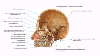 Rama mastoidea de la arteria occipital
Ramas meníngeas anteriores y posteriores de la
arteria vertebral
Ramas sensorial del seno cavernoso y meníngea del tronco
meningohipofisario
Ramas meníngeas de la arteria faríngea ascendente
Arteria meníngea media
Rama meníngea recurrente de la arteria
lagrimal (oftálmica)
Arteria meníngea accesoria
Rama meníngea anterior de la arteria
etmoidal anterior
Arteria etmoidal posterior
Arteria carótida interna y su tronco
meningohipofisario (por transparencia)
Arteria meníngea media
Arteria meníngea accesoria
Arteria temporal superficial
Arteria maxilar
Arteria auricular posterior
Arteria occipital
Arteria carótida externa
 
