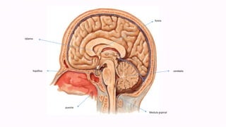 fomix
cerebelo
Medula espinal
puente
tálamo
hipófisis
 