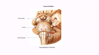 Cara Anterior O Ventral
Mesencéfalo
Puente
Bulbo Raquídeo
Tronco Encefalico
 