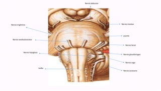 Nervio abductor
Nervio troclear
puente
Nervio facial
Nervio glosofaríngeo
Nervio vago
Nervio accesorio
bulbo
Nervio hipogloso
Nervio vestibulococlear
Nervio trigémino
 