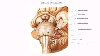 Visión ventral del tronco encefálico
Pedúnculo cerebral
Fosa interpeduncular
Surco basilar
Rodetes piramidales
Surco bulboprotuberancial
pirámides
oliva
Pedúnculo cerebeloso medio
 