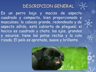 DESCRIPCION GENERAL
Es un perro bajo y macizo de aspecto
cuadrado y compacto, bien proporcionado y
musculoso; la cabeza grande, redondeada y de
aspecto sólido, está cubierta de pliegues; el
hocico es cuadrado y chato; los ojos, grandes
y oscuros; tiene las patas rectas y la cola
rizada. El pelo es apretado, suave y brillante.
 