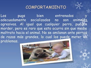 COMPORTAMIENTO
Los pugs bien entrenados y
adecuadamente socializados no son animales
agresivos. Al igual que cualquier perro, pueden
morder, pero es raro que esto ocurra sin que medie
maltrato hacia el animal. No se amilanan ante perros
de razas más grandes, lo cual los puede meter en
problemas.
 