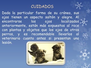 CUIDADOS
Dada la particular forma de su cráneo, sus
ojos tienen un aspecto saltón y alegre. Al
encontrarse los ojos localizados
anteriormente, están más expuestos al roce
con plantas y objetos que los ojos de otros
perros, y es recomendable llevarlos al
veterinario cuanto antes si presentan una
lesión.
 