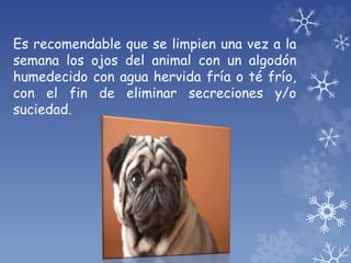 Es recomendable que se limpien una vez a la
semana los ojos del animal con un algodón
humedecido con agua hervida fría o té frío,
con el fin de eliminar secreciones y/o
suciedad.
 