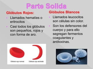 Glóbulos Rojos:
 Llamados hematíes o
eritrocitos
 Casi todos los glóbulos
son pequeños, rojos y
con forma de aro.
Glóbulos Blancos
 Llamados leucocitos
son células sin color.
 Son los defensores del
cuerpo y para ello
segregan fermentos
coagulantes y
antitoxinas.
 