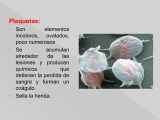 Plaquetas:
 Son elementos
incoloros, ovalados,
poco numerosos
 Se acumulan
alrededor de las
lesiones y producen
químicos que
detienen la perdida de
sangre y forman un
coágulo.
 Sella la herida.
 