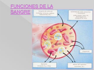Anatomía y Fisiología Humanas -
HISTOLOGÍA
 