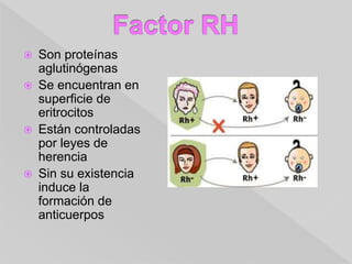  Son proteínas
aglutinógenas
 Se encuentran en
superficie de
eritrocitos
 Están controladas
por leyes de
herencia
 Sin su existencia
induce la
formación de
anticuerpos
 