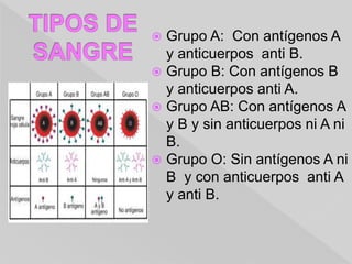  Grupo A: Con antígenos A
y anticuerpos anti B.
 Grupo B: Con antígenos B
y anticuerpos anti A.
 Grupo AB: Con antígenos A
y B y sin anticuerpos ni A ni
B.
 Grupo O: Sin antígenos A ni
B y con anticuerpos anti A
y anti B.
 