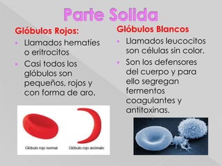 Cristina TamayoCiclo:Psicología ClínicaTema:Sangre y sus componentes