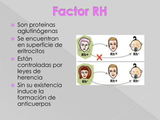 55% Plasma y Suero: 45% Células:ComposiciónAgua