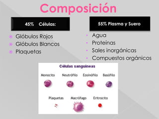 55% Plasma y Suero:   45%    Células:ComposiciónAgua