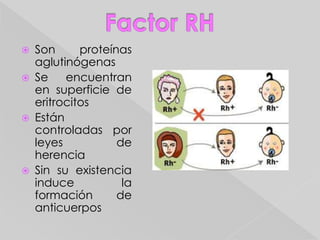 Parte SolidaGlóbulos BlancosLlamados leucocitos son células sin color.