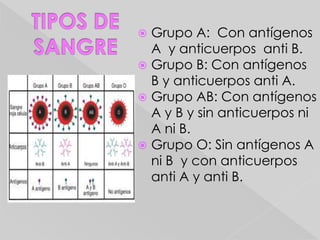 Son los defensores del cuerpo y para ello segregan fermentos coagulantes y antitoxinas.Glóbulos Rojos:Llamados hematíes o eritrocitos
