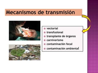 Mecanismos de transmisión
 vectorial
 transfusional
 transplante de órganos
 carnivorismo
 contaminación fecal
 contaminación ambiental
 