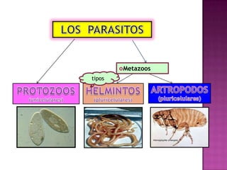 Metazoos
tipos
 