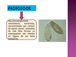 Son,microorganismos
unicelulares, eucariotas,
caracterizados por carecer
de pared celular, protozoos
de vida libre forman un
exoesqueleto son móviles
en alguna de sus fases
evolutivas.
 