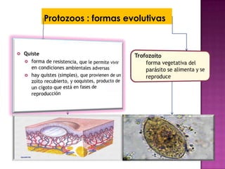 Protozoos : formas evolutivas
 