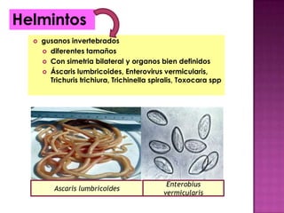 Helmintos
 gusanos invertebrados
 diferentes tamaños
 Con simetria bilateral y organos bien definidos
 Áscaris lumbricoides, Enterovirus vermicularis,
Trichuris trichiura, Trichinella spiralis, Toxocara spp
Ascaris lumbricoides
Enterobius
vermicularis
 