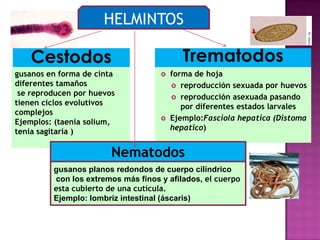 HELMINTOS
Cestodos
gusanos en forma de cinta
diferentes tamaños
se reproducen por huevos
tienen ciclos evolutivos
complejos
Ejemplos: (taenia solium,
tenia sagitaria )
Trematodos
 forma de hoja
 reproducción sexuada por huevos
 reproducción asexuada pasando
por diferentes estados larvales
 Ejemplo:Fasciola hepatica (Distoma
hepatico)
Nematodos
gusanos planos redondos de cuerpo cilíndrico
con los extremos más finos y afilados, el cuerpo
esta cubierto de una cutícula.
Ejemplo: lombriz intestinal (áscaris)
 