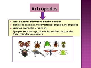  seres de patas articuladas, simetría bilateral
 cientos de especies, metamorfosis (completa, incompleta)
 insectos, arácnidos, crustáceos
Ejemplo: Pediculus spp, Sarcoptos scabiei , Loxosceles
laeta, Latrodectus mactans
Artrópodos
 