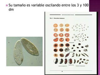  Su tamaño es variable oscilando entre los 3 y 100
dm
 