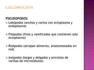 PSEUDOPODOS:
 Lobópodos (anchos y cortos con ectoplasma y
endoplasma)
 Filópodos (finos y ramificados que contienen solo
ectoplasma)
 Rizópodos (atrapan alimento, anastomosados en
red)
 Axópodos (largos y delgados y provistos de
varillas de microtúbulos)
 