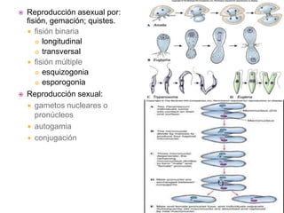  Reproducción asexual por:
fisión, gemación; quistes.
 fisión binaria
 longitudinal
 transversal
 fisión múltiple
 esquizogonia
 esporogonia
 Reproducción sexual:
 gametos nucleares o
pronúcleos
 autogamia
 conjugación
 