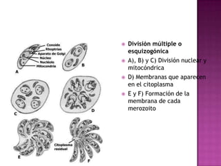  División múltiple o
esquizogónica
 A), B) y C) División nuclear y
mitocóndrica
 D) Membranas que aparecen
en el citoplasma
 E y F) Formación de la
membrana de cada
merozoito
 