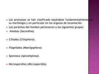  Los protozoos se han clasificado basándose fundamentalmente en
su morfología y en particular en los órganos de locomoción.
 Los parásitos del hombre pertenecen a los siguientes grupos:
 Amebas (Sacordina).
 Ciliados (Ciliophora).
 Flagelados (Mastigophora).
 Sporozoa (Apicomplexa).
 Microsporidios (Microsporidia).
 
