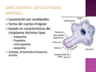  Locomoción por seudópodos
 forma del cuerpo irregular
 basado en características del
citoplasma distintos tipos
 lobopodios
 filopodios
 reticulopodios
 Axopodios
 Amoeba, Entamoeba histolytica,
Arcella
 