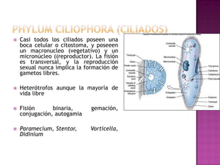  Casi todos los ciliados poseen una
boca celular o citostoma, y poseeen
un macronucleo (vegetativo) y un
micronúcleo ((reproductor). La fisión
es transversal, y la reproducción
sexual nunca implica la formación de
gametos libres.
 Heterótrofos aunque la mayoría de
vida libre
 Fisión binaria, gemación,
conjugación, autogamia
 Paramecium, Stentor, Vorticella,
Didinium
 