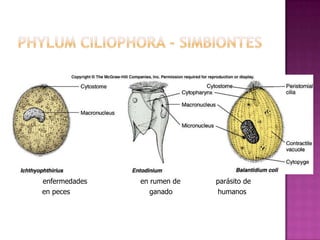 

enfermedades en rumen de parásito de
en peces ganado humanos
 
