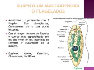  Autótrofos , típicamente con 2
flagelos, Con cloroplastos,
Cromosomas sin o con pocas
histonas.
 Con el mayor número de flagelos
y cuerpo mas especializado son
los que viven en los intestinos de
termitas y cucarachas de la
madera.
 Euglena, Volvox, Ceratium,
Chilomonas, Noctiluca
Euglena
 