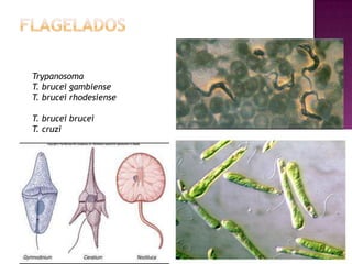 Trypanosoma
T. brucei gambiense
T. brucei rhodesiense
T. brucei brucei
T. cruzi
 