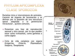 Parásitos intra e intercelulares de animales.
Carecen de órganos de locomoción y se
definen por la posesión de una estructura
apical adaptada a la penetración
intracelular , quistes comunes.
 Presentan una fase de reproducción
asexual y otra sexual, por lo que pueden
estar como trofozoitos, como gametos o
como zigoto
 Ciclo de vida complejo con espora
Gregarina, Eimeria, Plasmodium,
Isospora, Toxoplasma
 